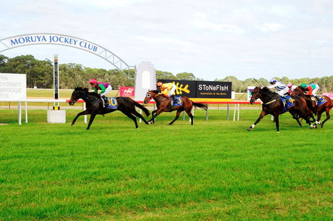 Batemans Bay Cup - Tourism Search 2
