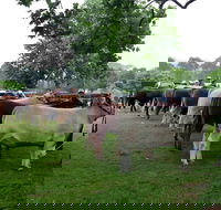 Dorrigo Agricultural Show - Tourism Search
