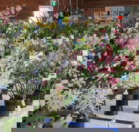 Sapphire Coast Orchid Club Spring Orchid Show - Tourism Search