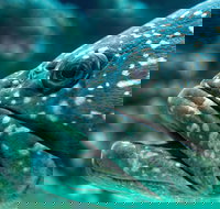 What lurks below - Tourism Search