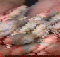 Armidale Farmers' Market - Tourism Search