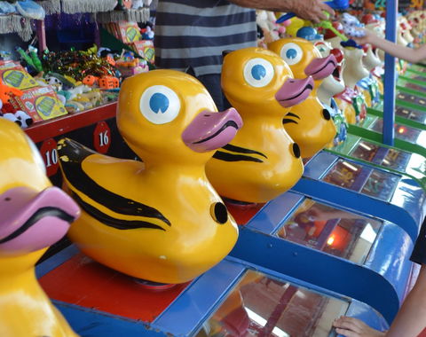 Casino Agricultural Show - Tourism Search 0