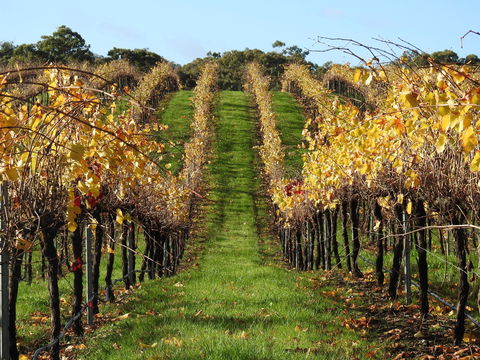 Miners Ridge Wine Tasting - Tourism Search 0