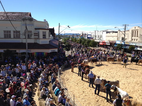NCMC Casino Beef Week - Tourism Search 0