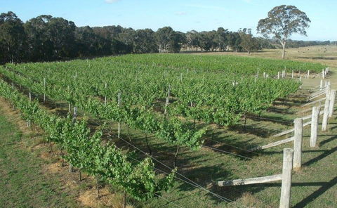 Yarralaw Springs Wines  - Cellar Door Wine Tasting - Tourism Search 1