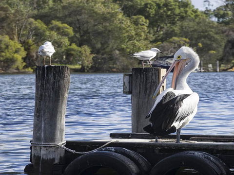 Mandurah Riverfront Holiday Rental - Tourism Search 4