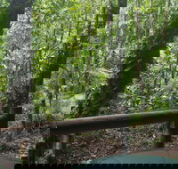 Daintree Crocodylus - Tourism Search