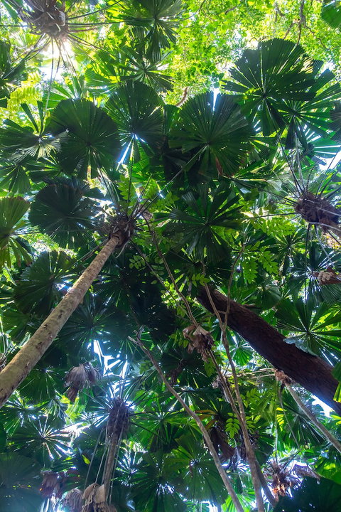 Cape Tribulation Beach House - Tourism Search 4