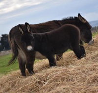 Malakai Farm Stay - Tourism Search