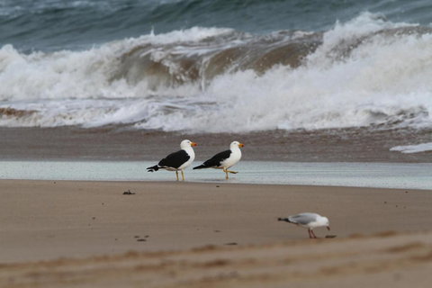 LOCKINGTON - Tourism Search 6