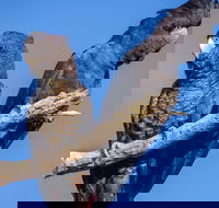 Bussells Bushland Cottages - Tourism Search