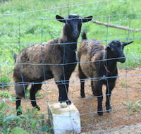 Alstonville Country Cottages - Tourism Search
