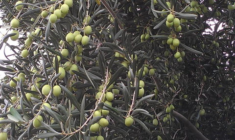 Goolgowi Highway Motel - Tourism Search 6