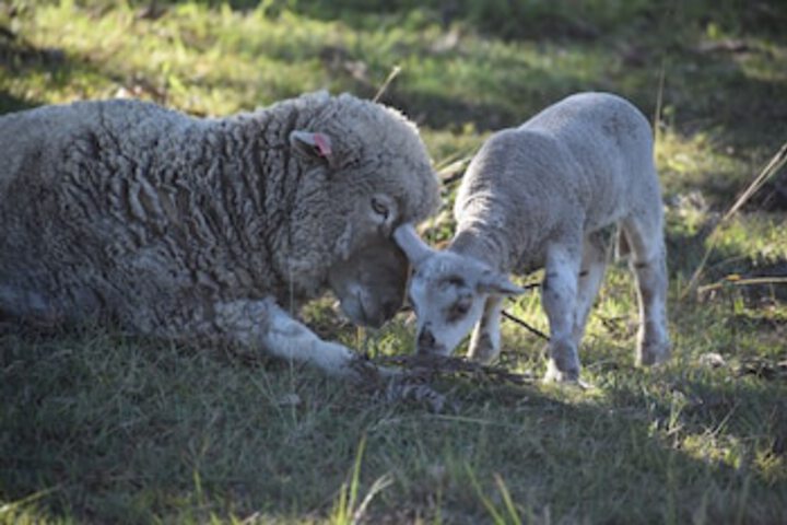 Boyland QLD Tourism Search