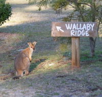 Wallaby Ridge Retreat - Tourism Search