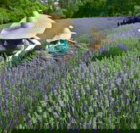 Lavandula Swiss Italian Farm - Tourism Search
