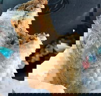 Foster's Bakery - Tourism Search