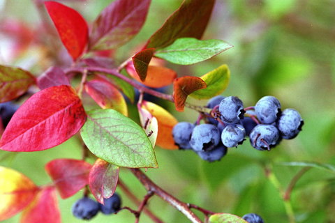 Drum Drum Blueberry Farm - Tourism Search 1