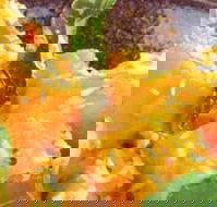 Spice Village - Tourism Search