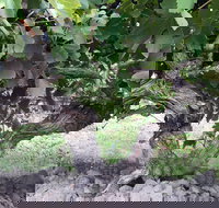 Nick Haselgrove Wines - Tourism Search