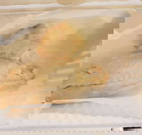 Swish 'n' Chips - Tourism Search