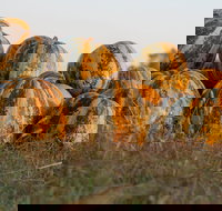 Australian Pumpkin Seed Company