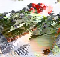 The Garden Tearooms  Cottage Nursery