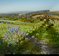 Wills Domain - Tourism Search