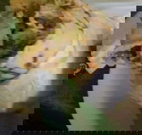 Ankara Kebabs  Bakery - Tourism Search