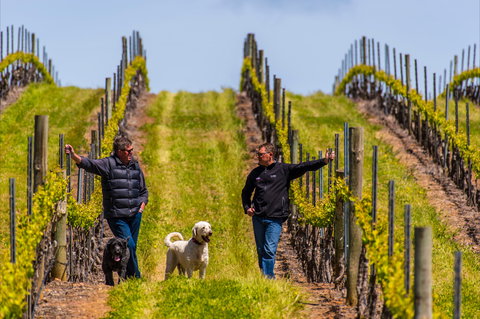 Tim Adams Wines - Tourism Search 2