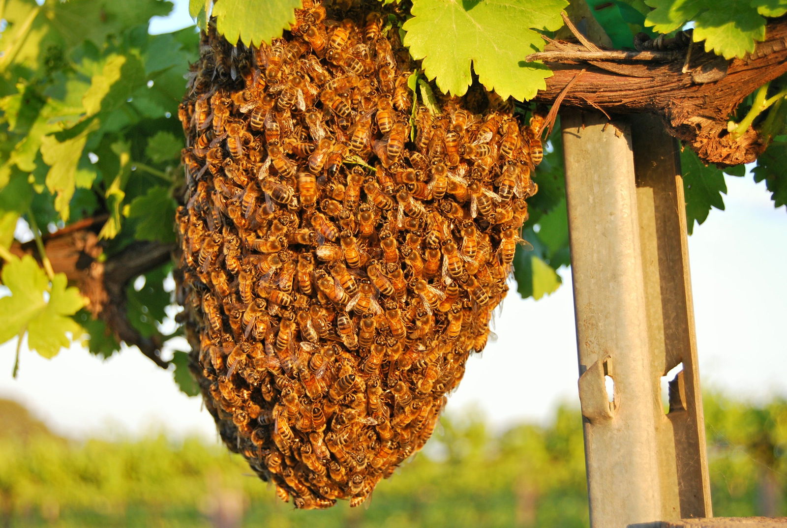 Pyap SA Tourism Search