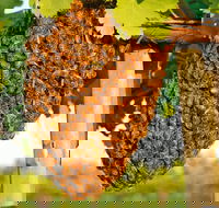 Whistling Kite Biodynamic Wines - Tourism Search