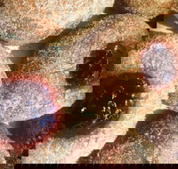 Alphabet Cafe - Tourism Search