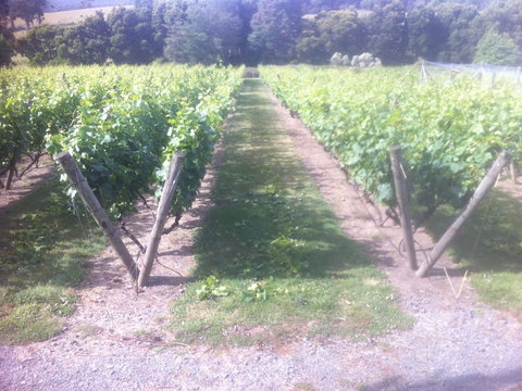 Providence Vineyards - Tourism Search 1