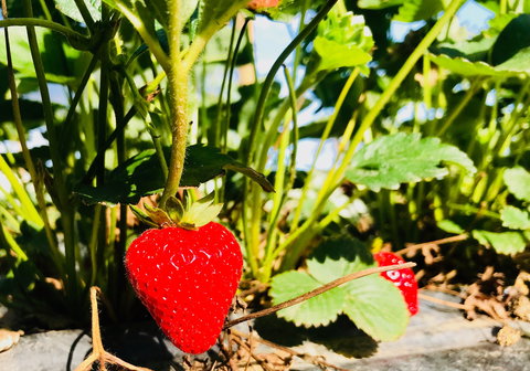 The Big Strawberry - Tourism Search 2