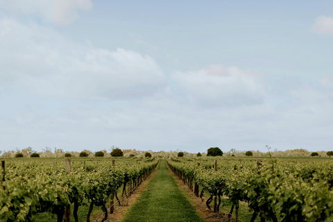 Mitchelton Winery Estate - Tourism Search 1