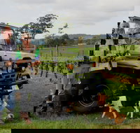 Brook Eden Vineyard - Tourism Search