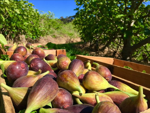 Glen Ewin Estate - Tourism Search 2