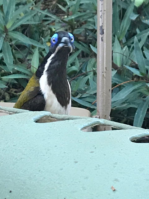 Stockyard Gallery - Cafe - Tourism Search 1