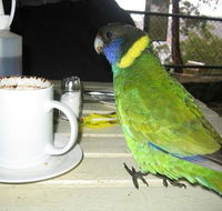 cafe on the dam - Tourism Search