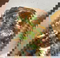 Putt Putts Pasta - Tourism Search