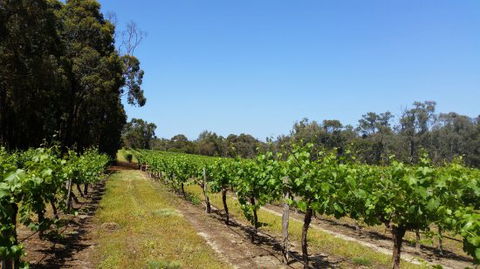Stringybark Cottage Winery & Restaurant - Tourism Search 0