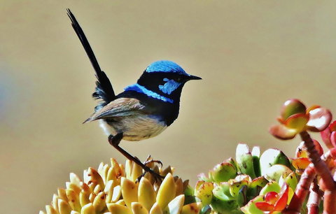 Mercure Kangaroo Island Lodge - Tourism Search 39