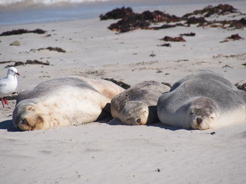 Mercure Kangaroo Island Lodge - Tourism Search 43