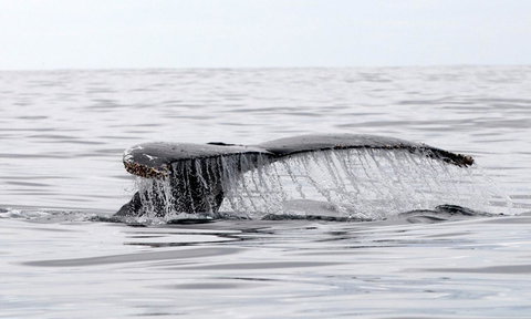 Mollymook Beach Waterfront - Tourism Search 19