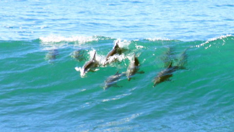 Mollymook Beach Waterfront - Tourism Search 4