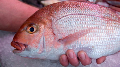 Mollymook Beach Waterfront - Tourism Search 16