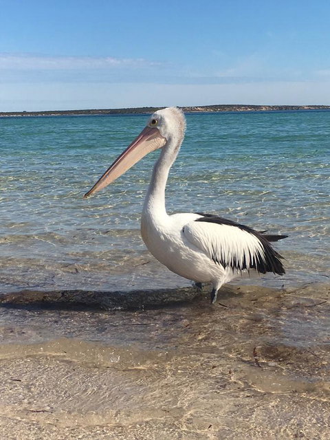 Sail & Anchor - Tourism Search 2