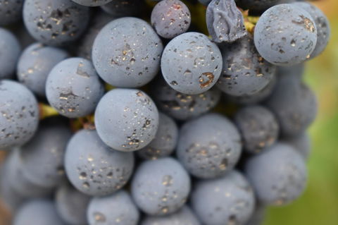 A Coonawarra Experience - Tourism Search 23