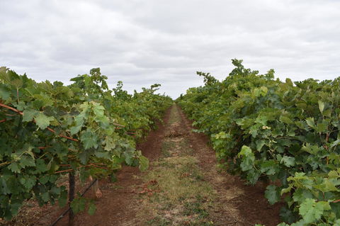 A Coonawarra Experience - Tourism Search 25